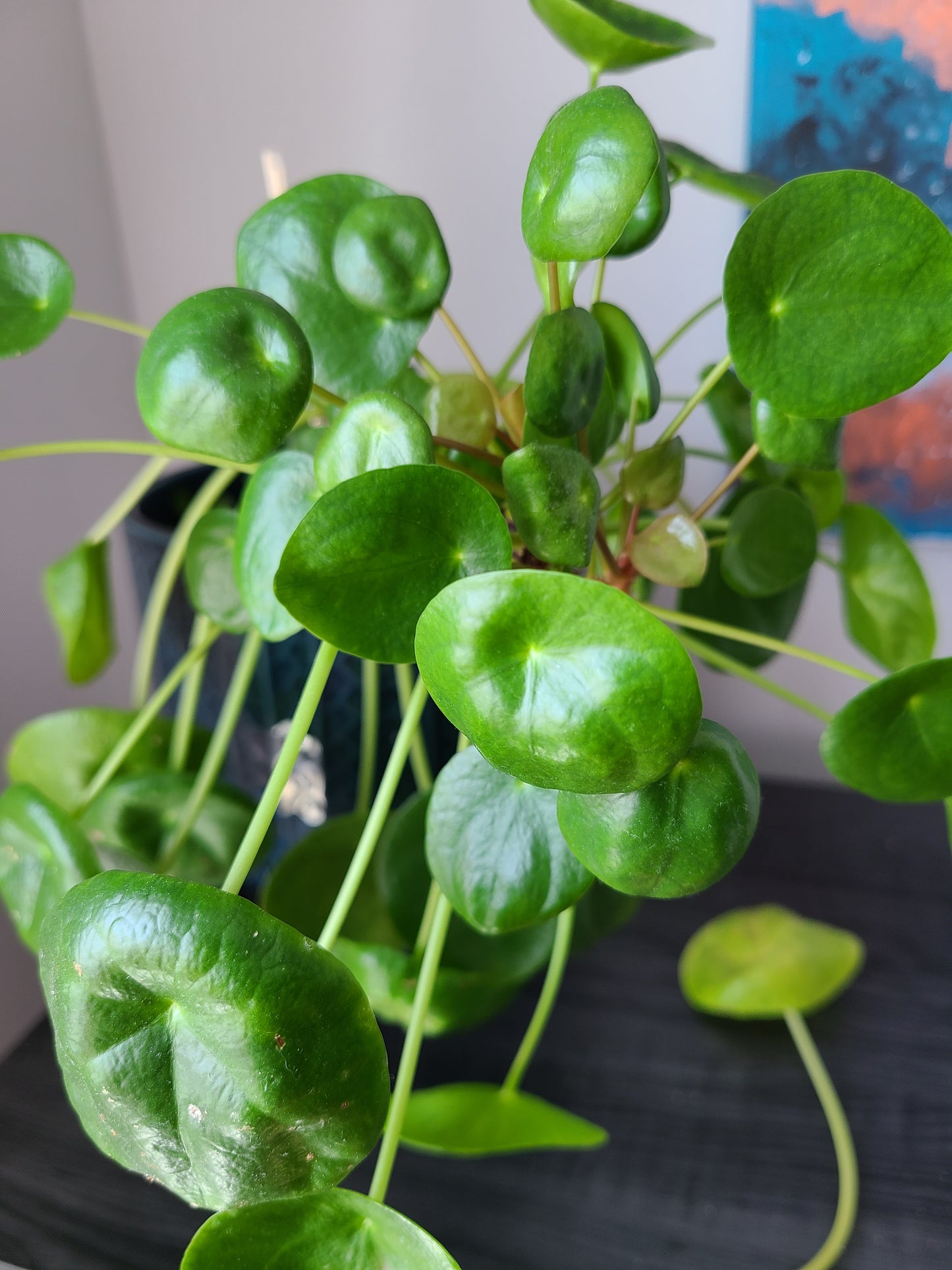 Pilea Cutting