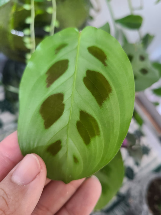 Prayer Plant Cutting