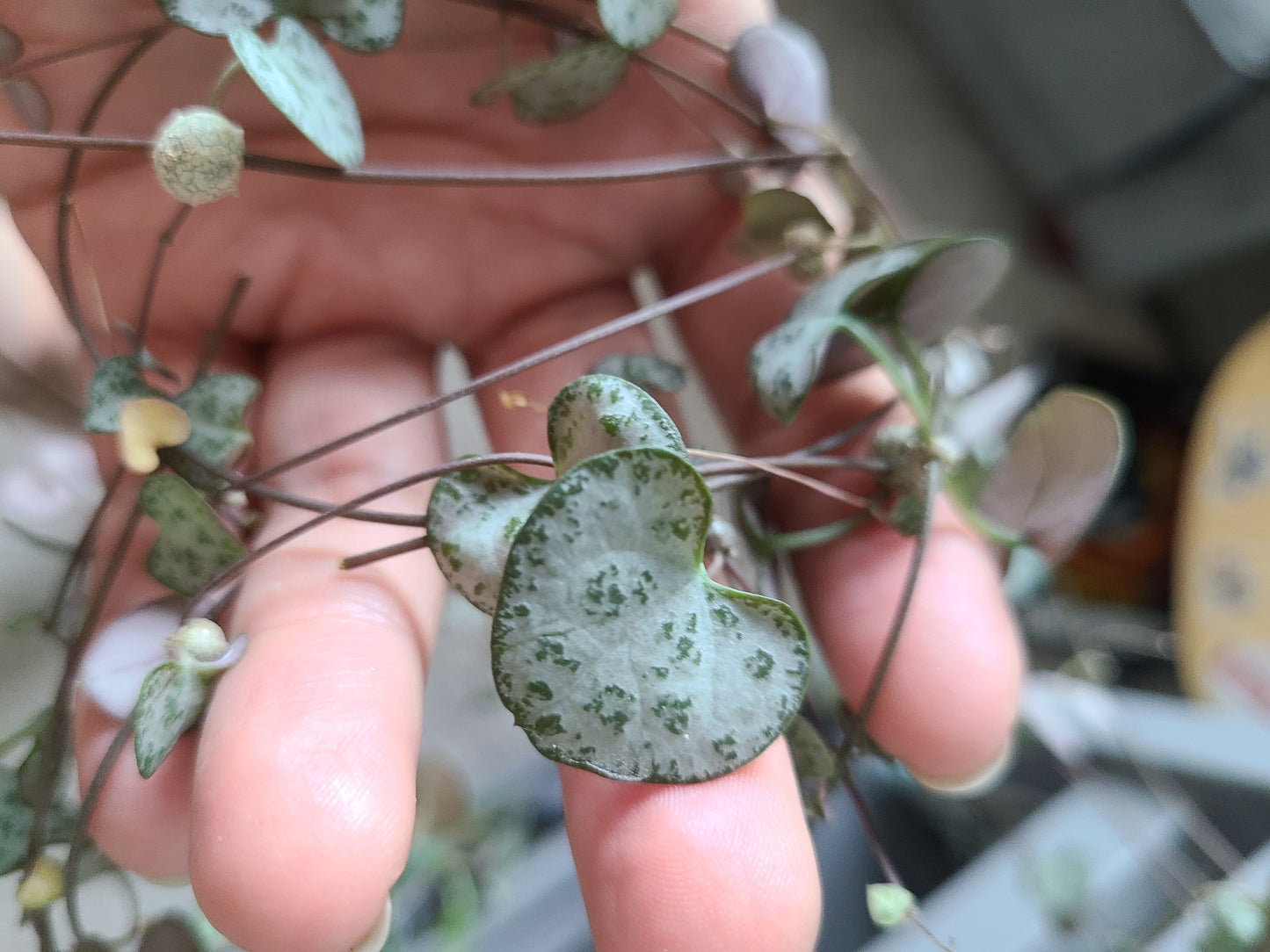 String of Hearts Cutting