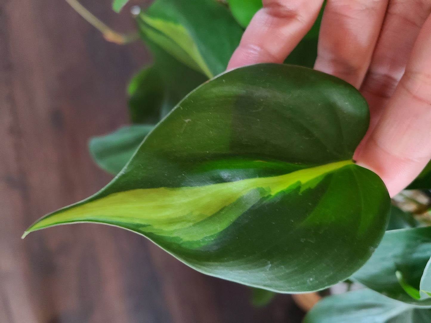 Brazil Philodendron Cutting