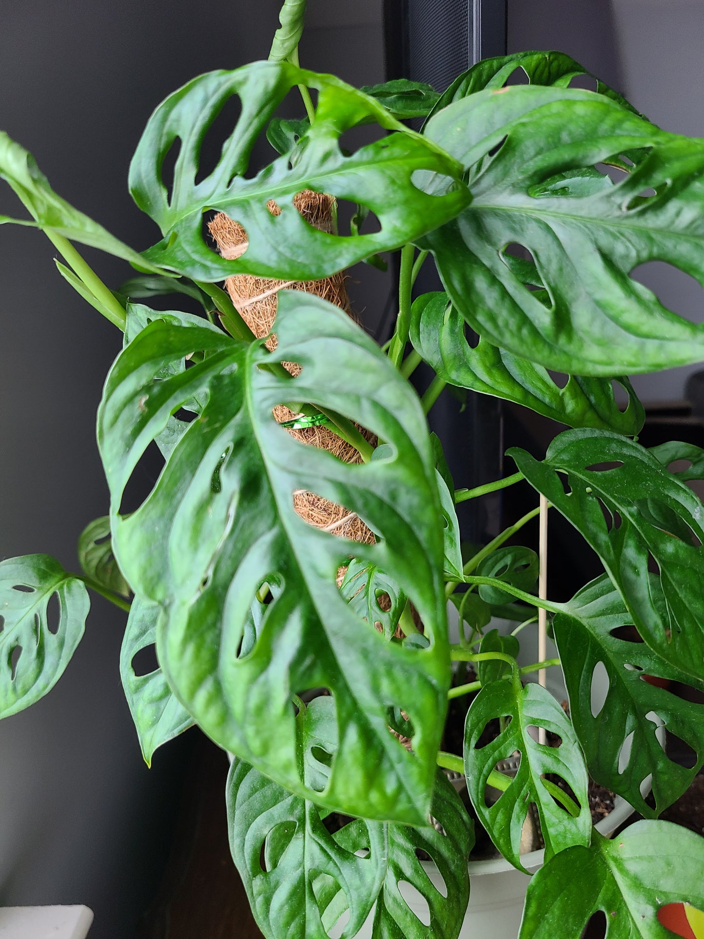 Swiss Cheese Monstera Cutting