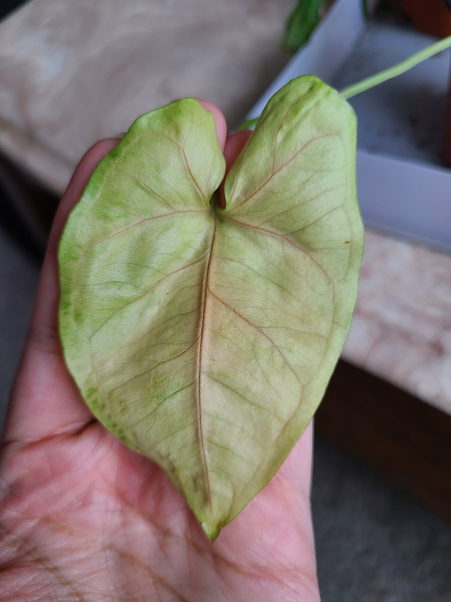 Syngonium podophyllum Cutting