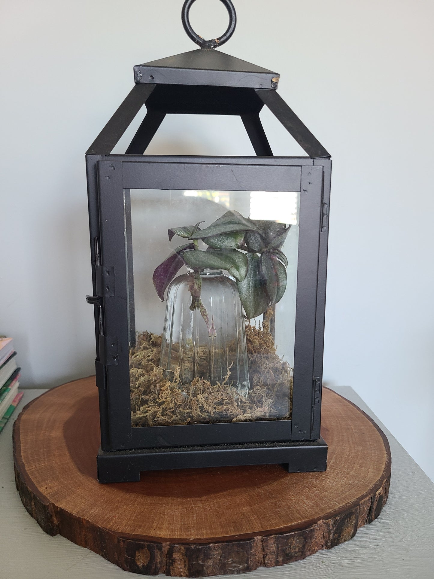 Lantern Terrarium w/Wandering Dude