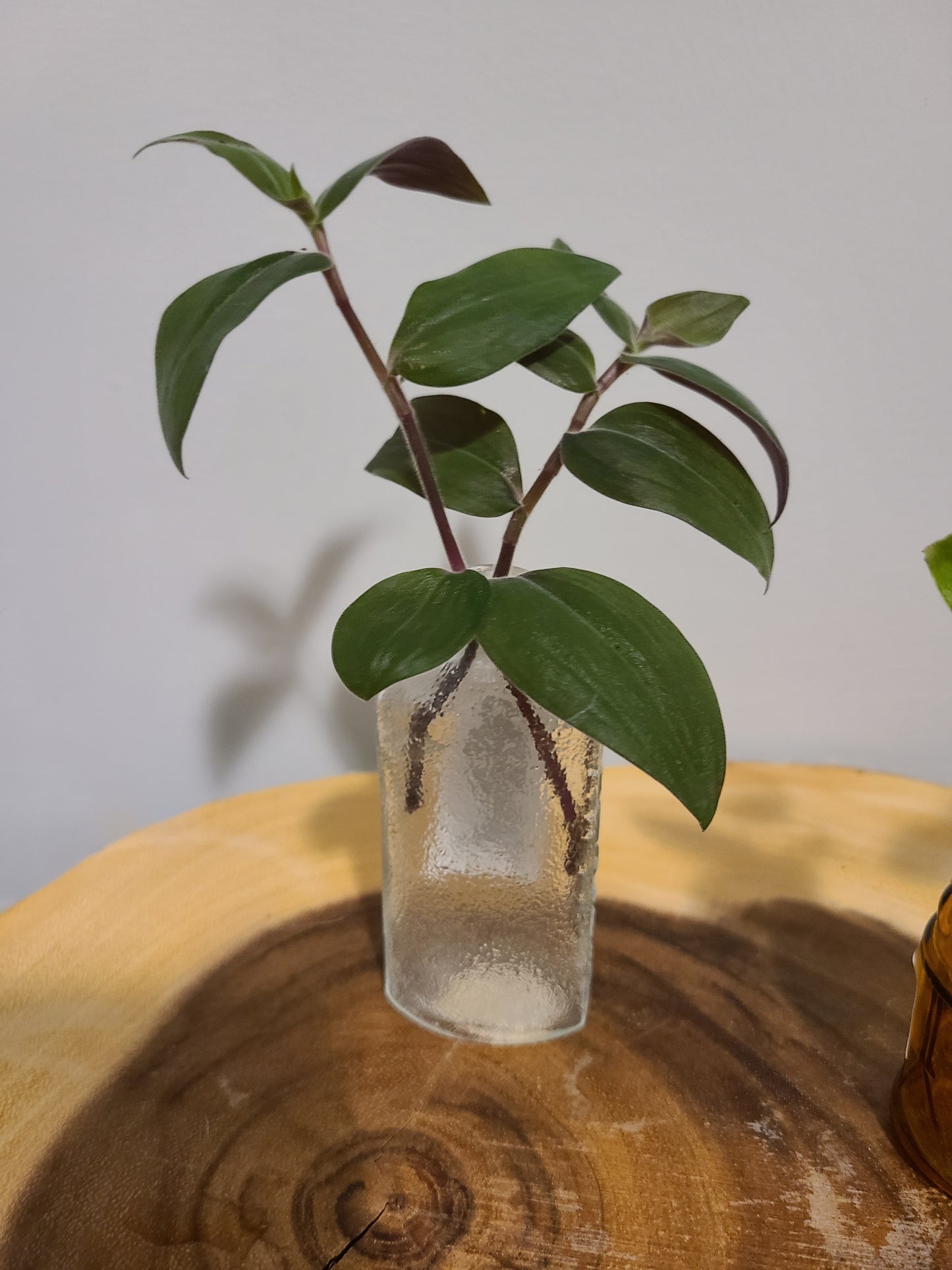 Plant Base Mini-Amber Alcohol Container