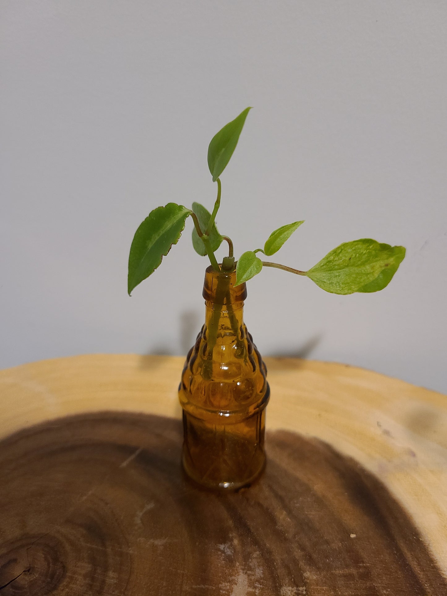 Plant Base Mini-Amber Alcohol Container