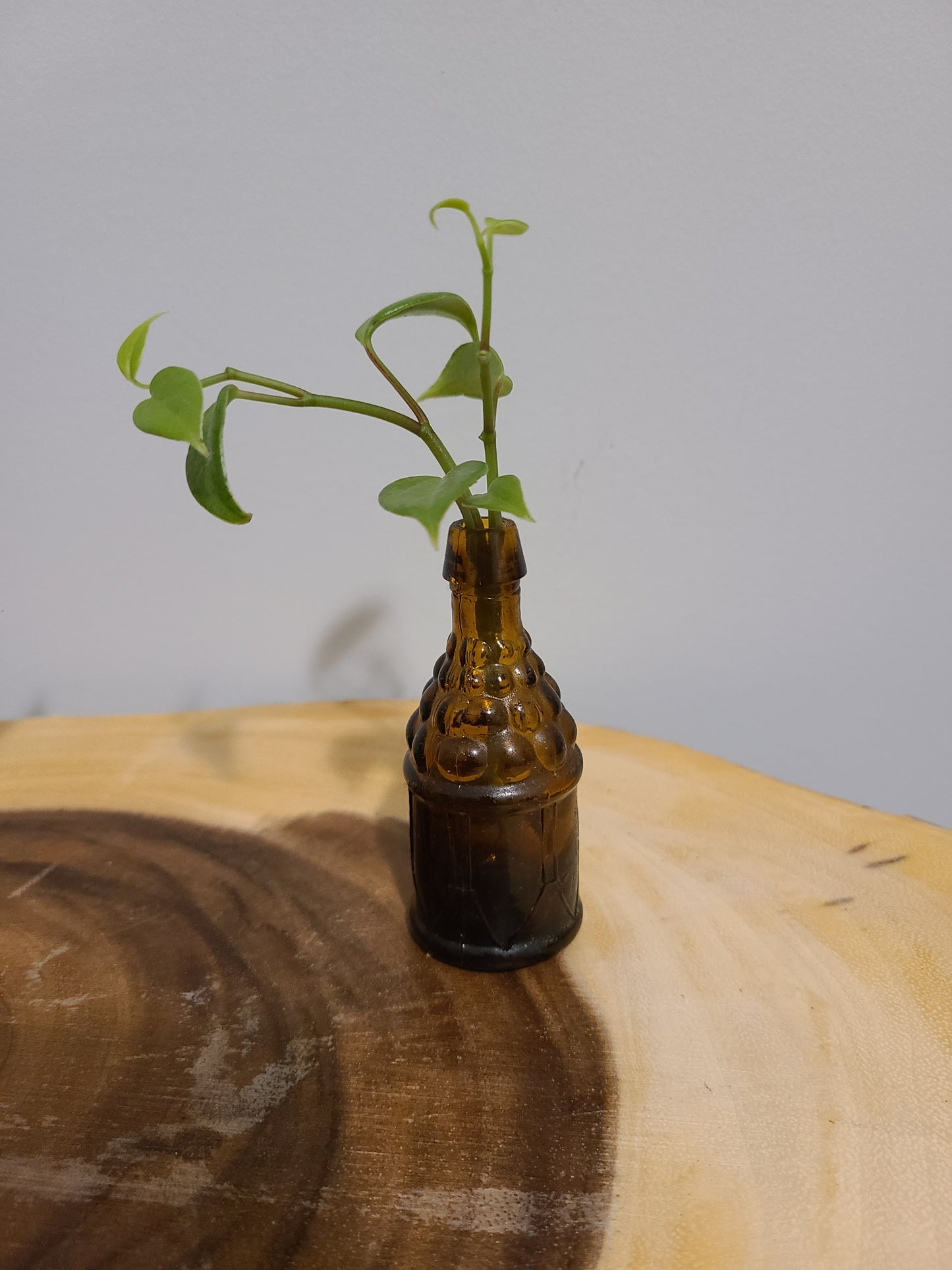 Plant Base Mini-Amber Alcohol Container