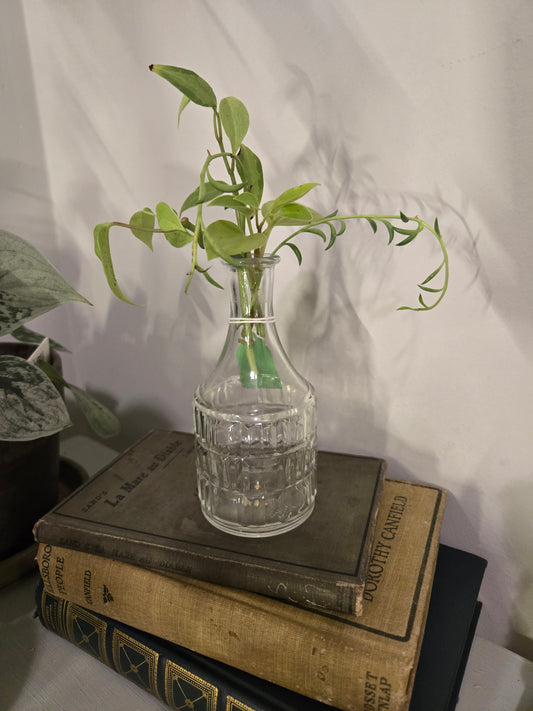 Antique Vase with Peperomia and String of Bananas