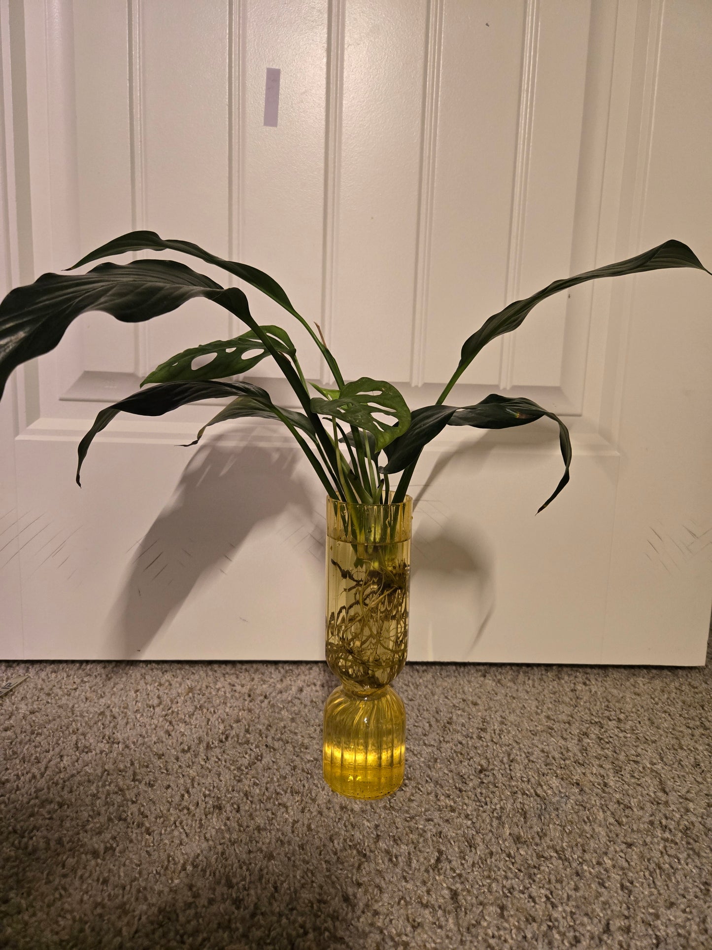 Yellow Arrangement with Peace Lilly and Swiss Cheese Monstera