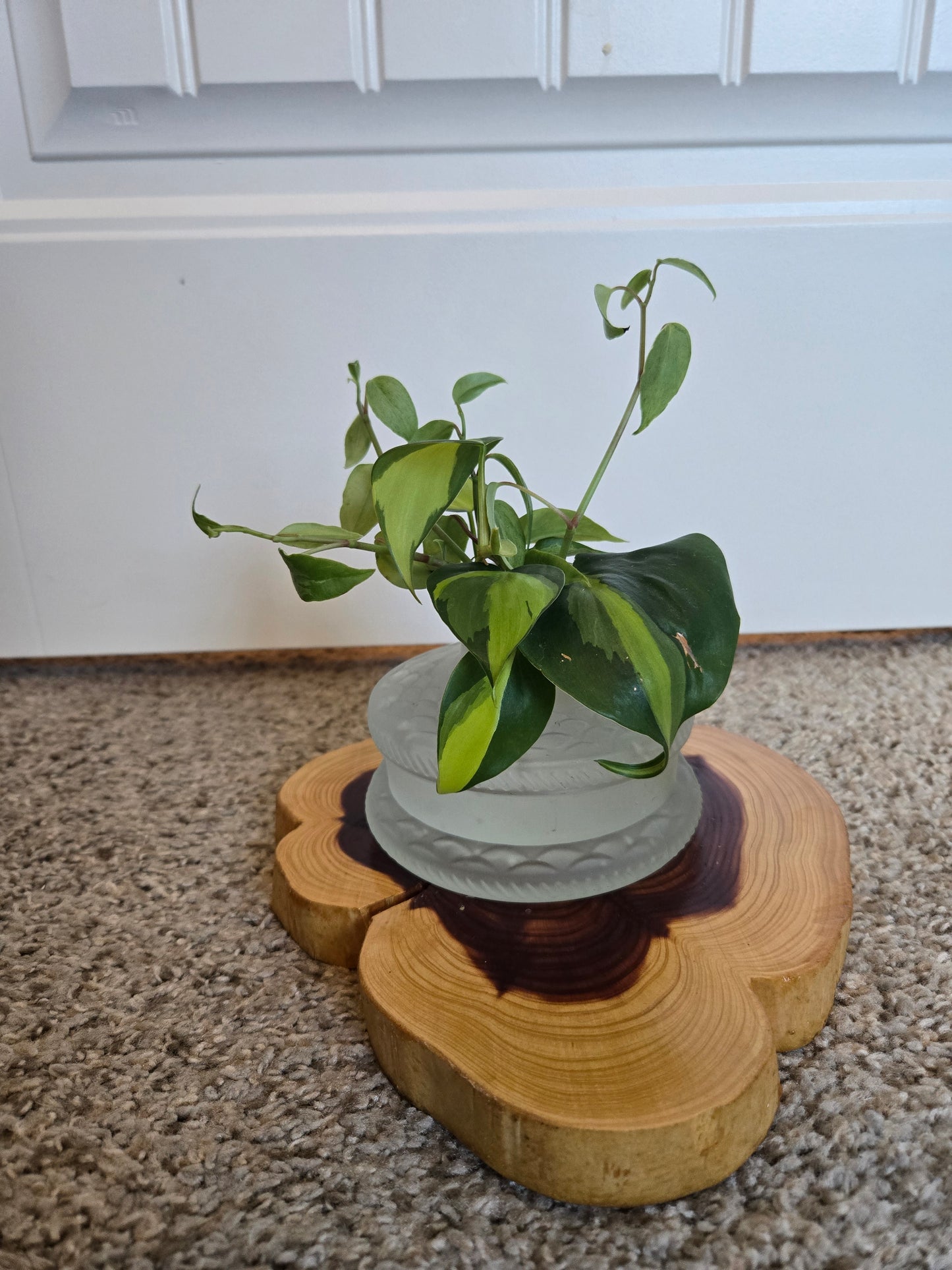 Short Oil Lamp Brazil Philodendron